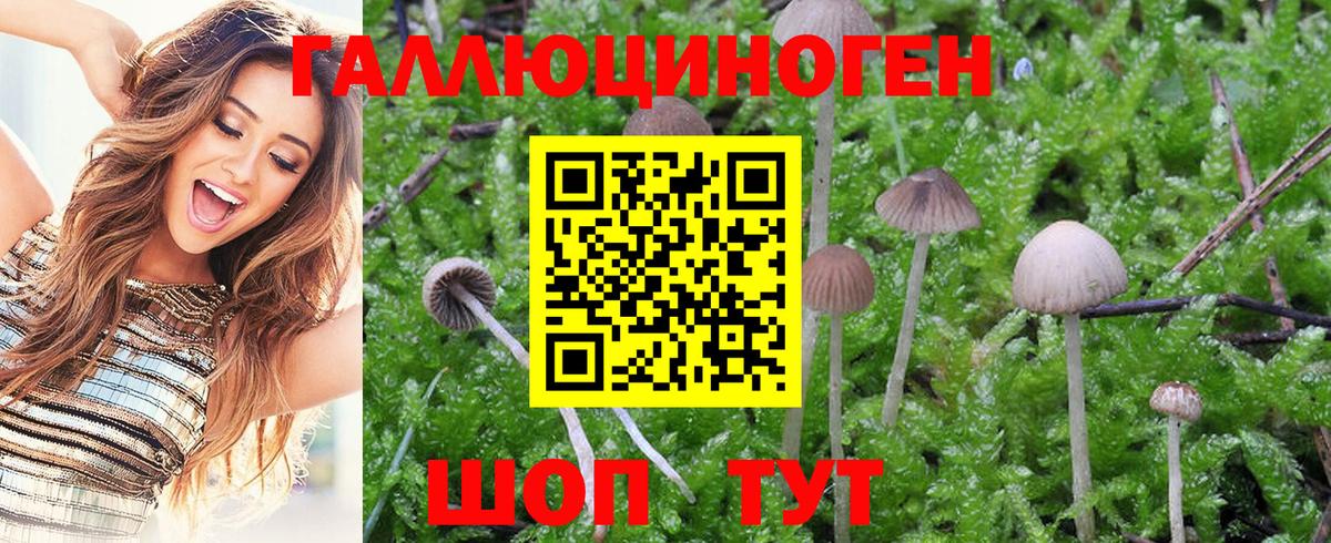 Серпухов  даркнет сайт  Вход с VPN  Псилоцибиновые грибы Psilocybe 